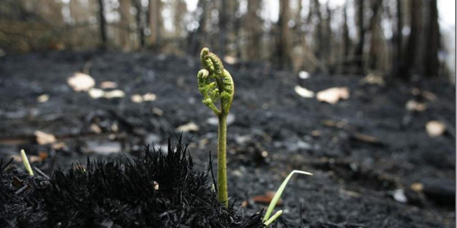 Todo empresário merece uma segunda chance